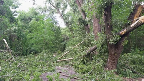 Aftermath of strong winds: fallen trees and broken branches littering the g.. Stock Footage 313917422