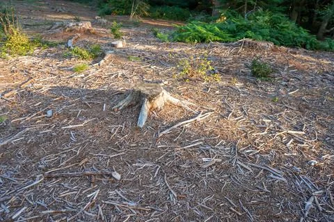 Aftermath of tree felling tree stumps Stock Photos