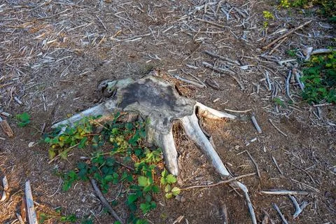 Aftermath of tree felling tree stumps 库存照片