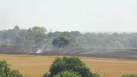 Aftermath of a wildfire Stock Footage 245395232