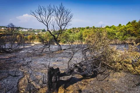 Aftermath of wildfire Stock Photos