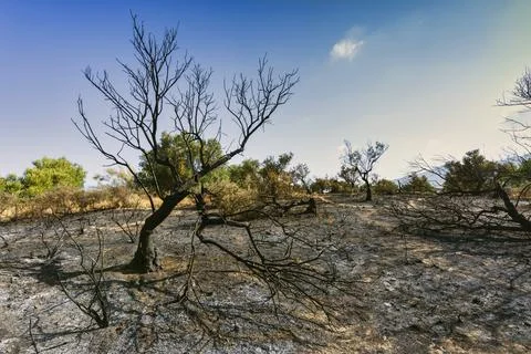 Aftermath of wildfire Stock Photos