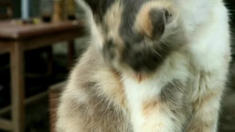 Afternoon bath Stock-Footage 331816684