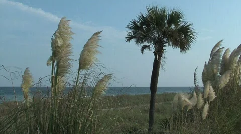 Afternoon Beach 2 库存影片 90161