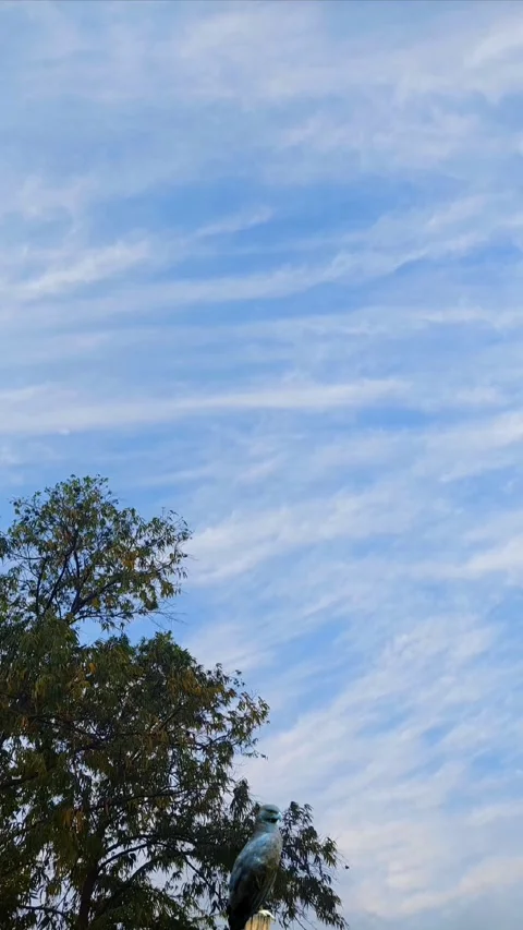 Afternoon Blue Cloudy Sky with Eagle View 動画素材 289196408