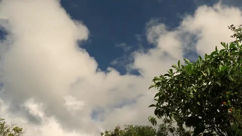 Afternoon clouds passing behind the canopy of the trees, in a farm in thee as Stock Footage 322984786