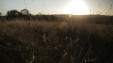 Afternoon Crops swaying in light Breeze 스톡 동영상 33176053
