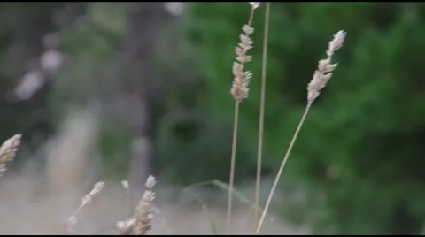 Afternoon edgy grass Stock Footage 2304154