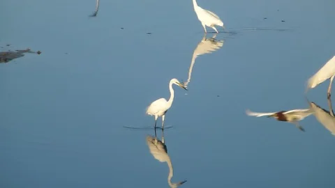 In the afternoon, egrets are on the beach 스톡 동영상 89834580