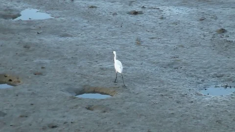 In the afternoon, egrets are on the beach 스톡 동영상 89834641
