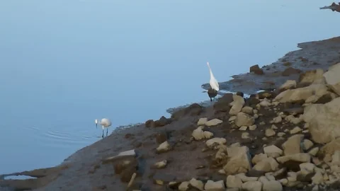 In the afternoon, egrets are on the beach Vídeo Stock 89834647
