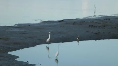 In the afternoon, egrets are on the beach Stock Footage 89834676