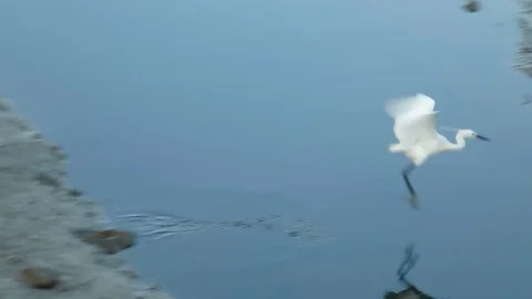 In the afternoon, egrets are on the beach Stock Footage 89834697