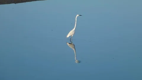 In the afternoon, egrets are on the beach Stock Footage 89834717