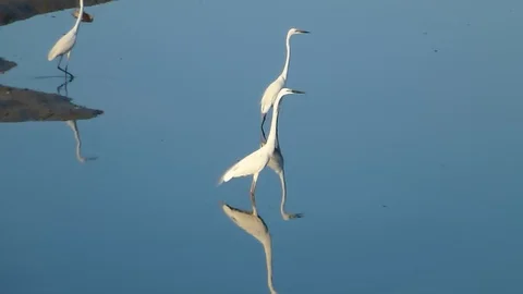 In the afternoon, egrets are on the beach 스톡 동영상 89834720