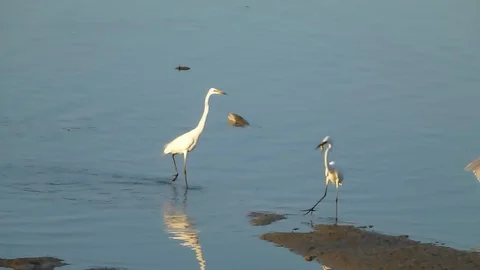 In the afternoon, egrets are on the beach Stock Footage 89834751