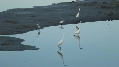 In the afternoon, egrets are on the beach Stock Footage 89834858
