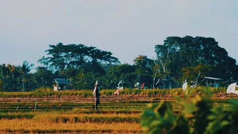 In the afternoon a farmer comes home from the fields Stock Footage 183400385