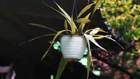 Afternoon Stock Footage 240093242