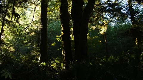 Afternoon Forest Stock Footage 104227637