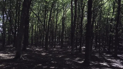 Afternoon forest walk Stock Footage 97348688