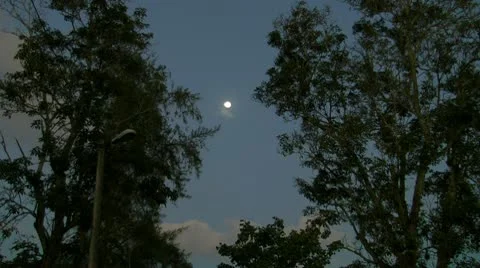 Afternoon full moon between trees Stock Footage 10733637