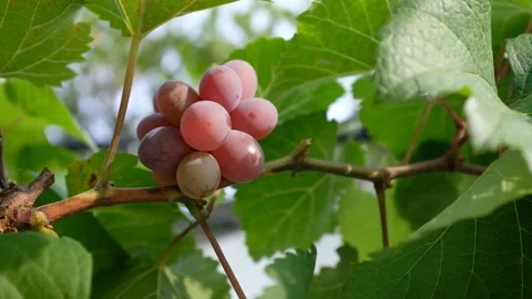 Afternoon Grape Stock Footage 201867980