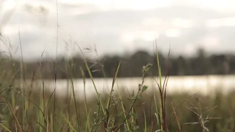 AFTERNOON IN THE GRASS FIELDS 2 Stock Footage 238584366
