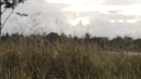 AFTERNOON IN THE GRASS FIELDS Stock Footage 238585071