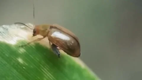 Afternoon insect activity Stock Footage 141783106