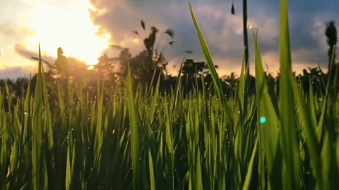 Afternoon Meadow Video stock 244979911