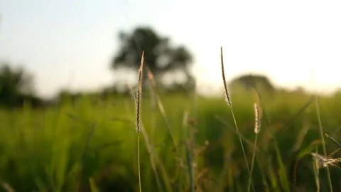 Afternoon Reed Stock Footage 201868621
