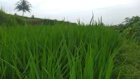 Afternoon in the rice fields Video stock 232269357