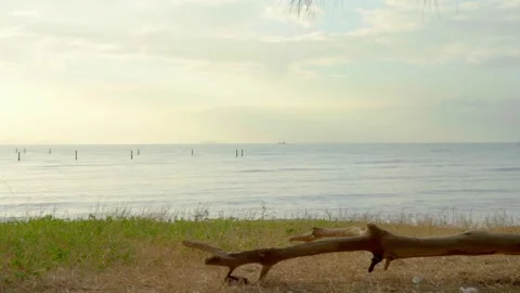 Afternoon Seaside, A comfortable landscape of a log and the ocean Stock Footage 301668143
