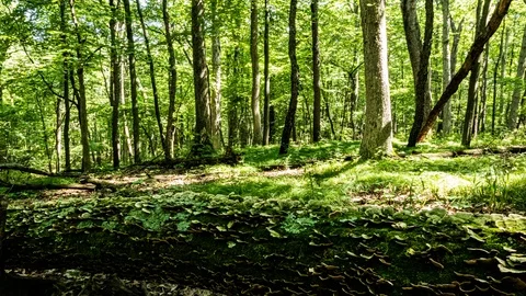 Afternoon Sun Casting Shadows On The Forest Floor - Time Lapsed Stock Footage 114159366