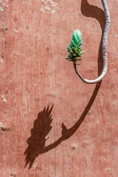 The afternoon sun casts the shadow of a stem of stonecrop hanging from the cl Stock Photos