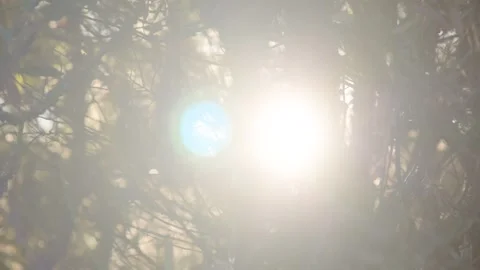 Afternoon sun peeking through thick native Australian scrub Stock Footage 308162345