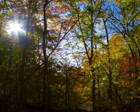 Afternoon sun through trees in fall Foto stock