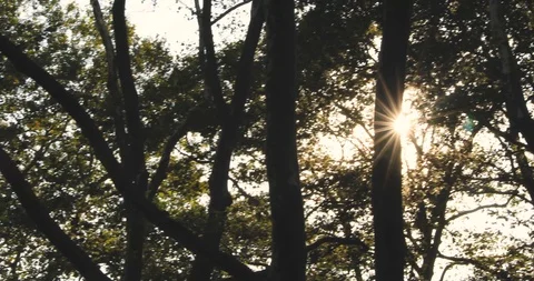 Afternoon Sunlight Beaming Through Trees in Brooklyn Nature Stock Footage 124242721