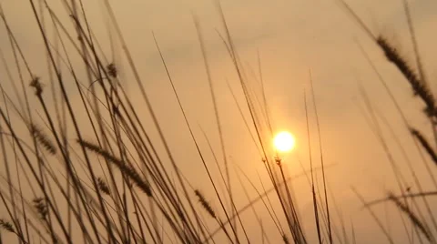 Afternoon sunlight in the field HD 库存影片 48884237