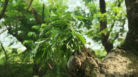 Afternoon Sunlight on New Tree Branches Swaying in a Park Breeze Stock-Footage 319399748