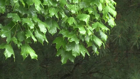 Afternoon thundershower, Black Maple tree, Summer, E USA Stock Footage 73938289