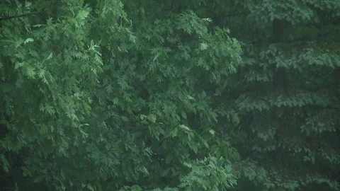 Afternoon thundershower in forest, Summer, E USA Stock Footage 73938350
