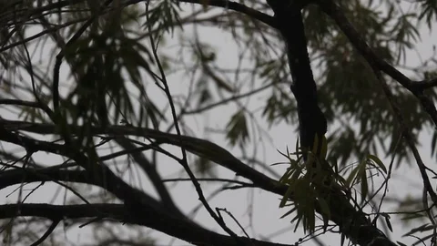 Afternoon thunderstorm Stock Footage 114187822