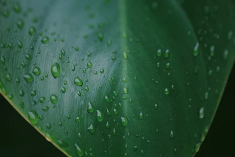After,Rain,Drops,On,A,Big,Green,Leaf Stock Photos