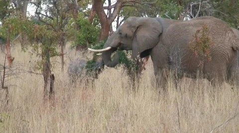 AG1007A 01002HD055 Vídeo Stock 468003