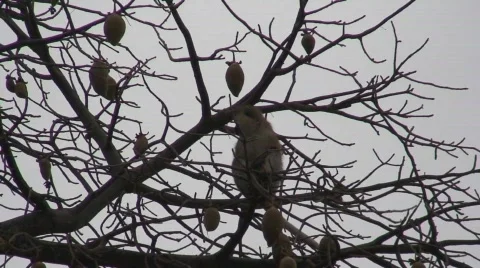 AG1007A 01002HD057 Vídeo Stock 468004