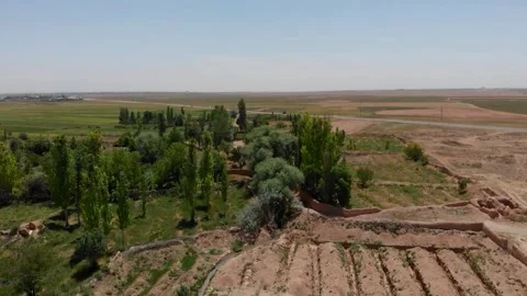 Against the backdrop of arid land the towering long trees, stock footage. Stock Footage 304783486