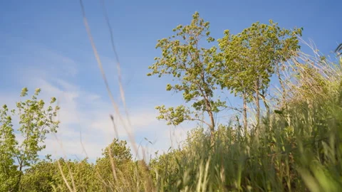 Against the backdrop of a clear blue sky, the wind gently bends young trees Stock Footage 276314755