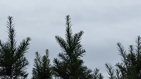 Against the backdrop of full clouds - fluffy branches of a tall, mighty spruce. Stock Footage 135069152